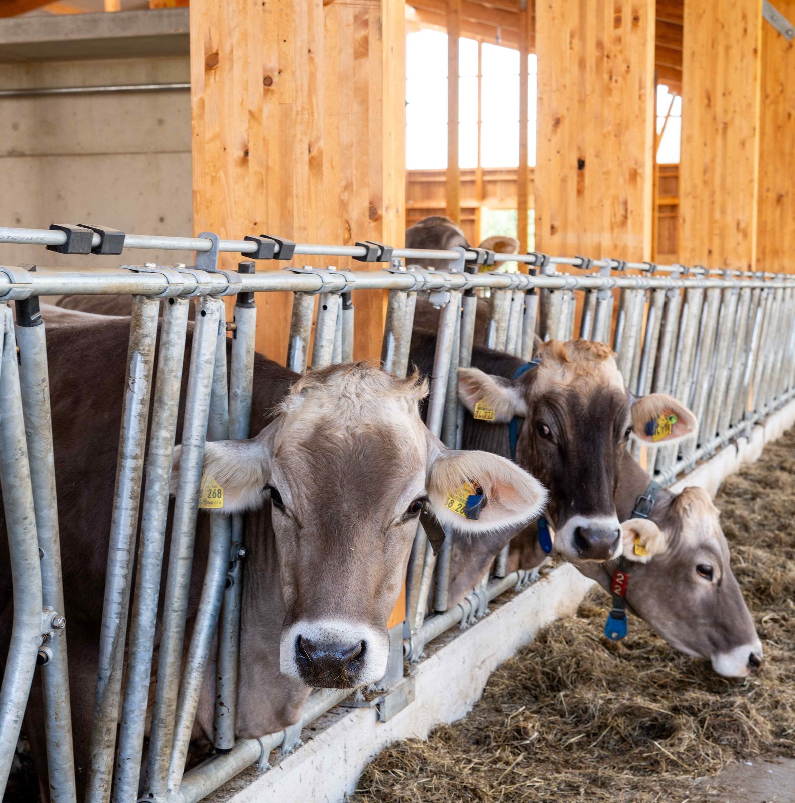 Das Braunvieh im neuen Stall der Milcherei Henk in Bad Berleburg vermittelt ein Gefühl von Allgäu in NRW