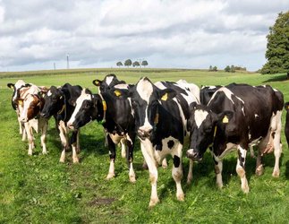 Kühe stehen auf einer Weide im Sauerland