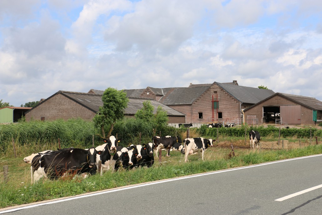 Milchvieh auf der Weide (Quelle: LVN NRW)