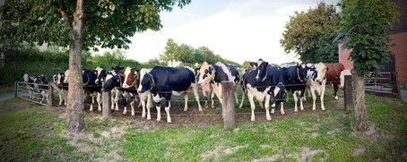 Können jeden Tag besucht werden: Die Kühe auf dem Milchhof Billmann in Waltrop